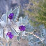 Death Valley Sage in bloom