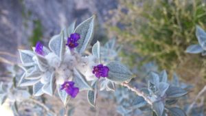 Death Valley Sage in bloom