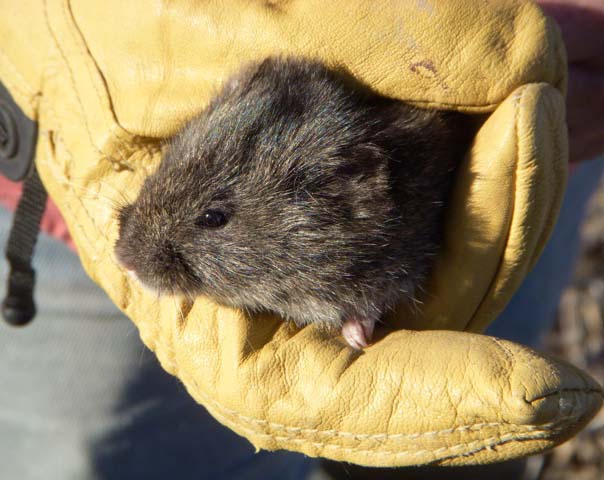 Endangered Amargosa Vole