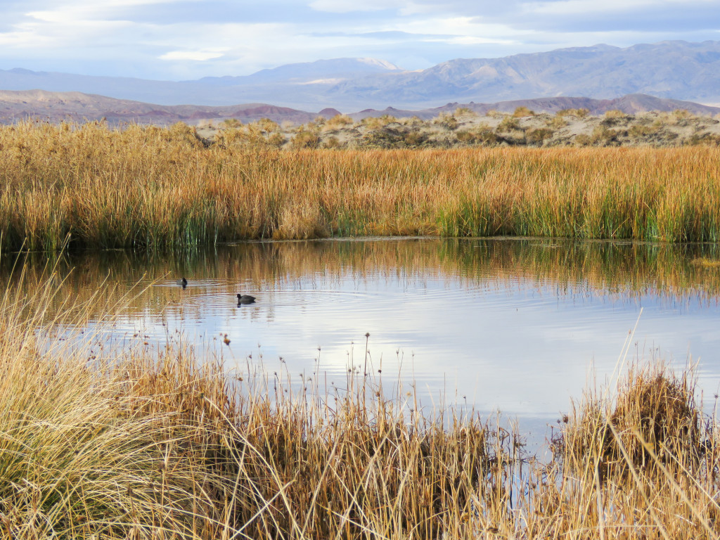 Amargosa Hide-and-Seek River