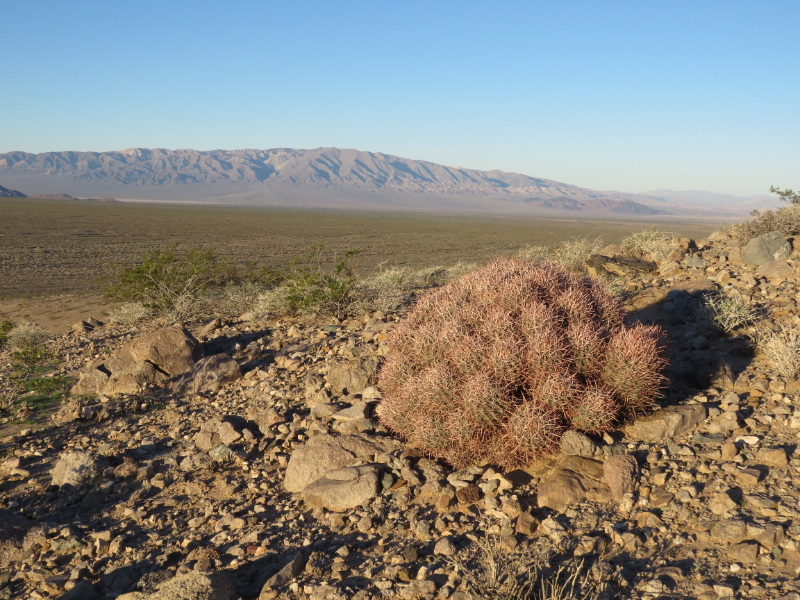 Cottontop cactus in Silurian Valley