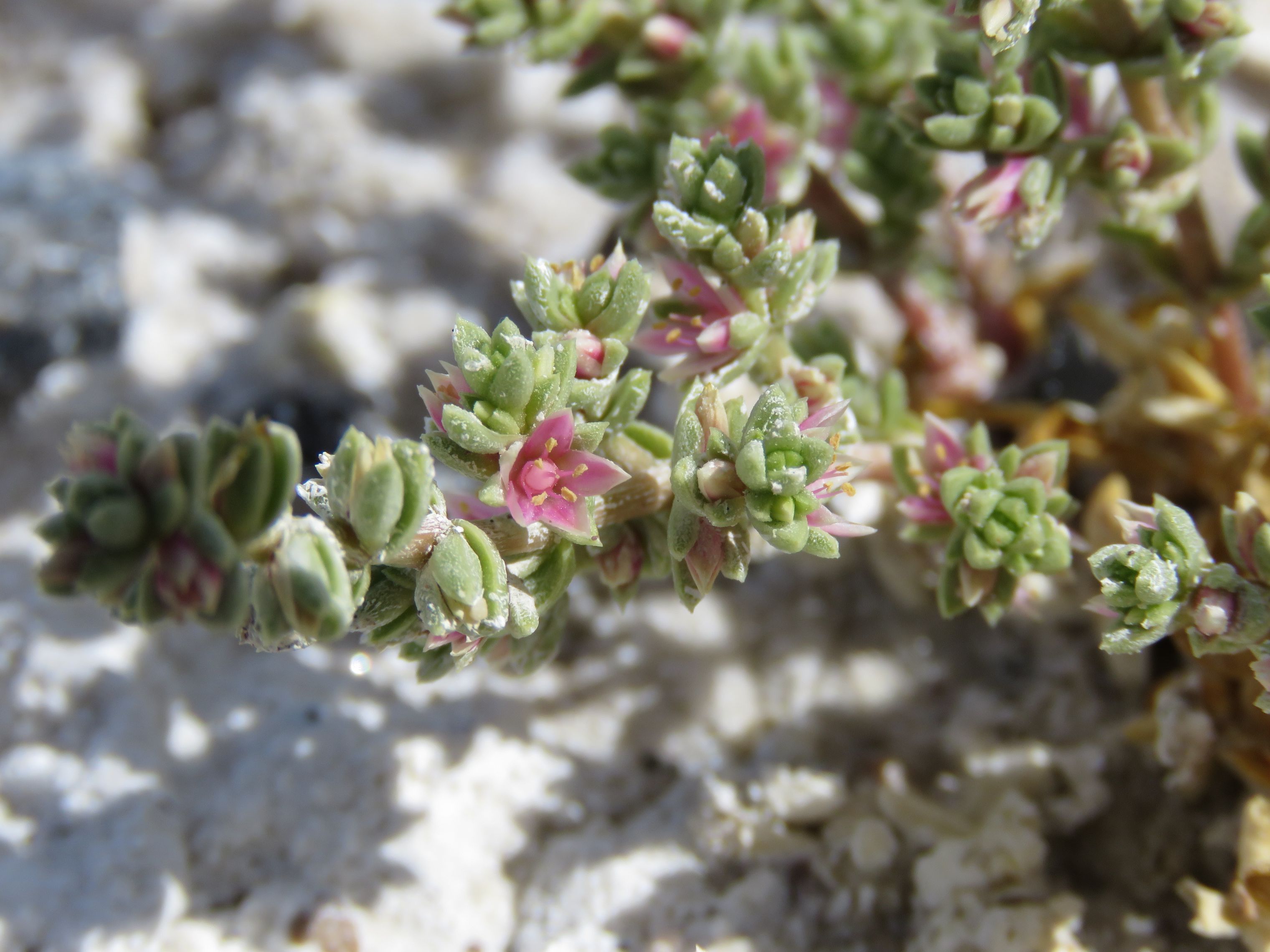 Tamarisk Treatment