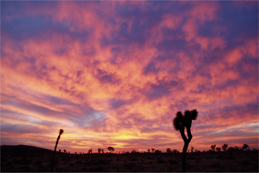 Amargosa Conservancy