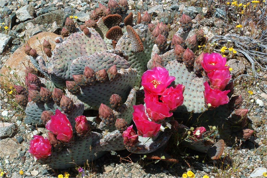 Prickly Pear Cactus Blossoms