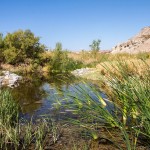 tamarisk9 - mechanical Tecopa Water Project - Amargosa Conservancy