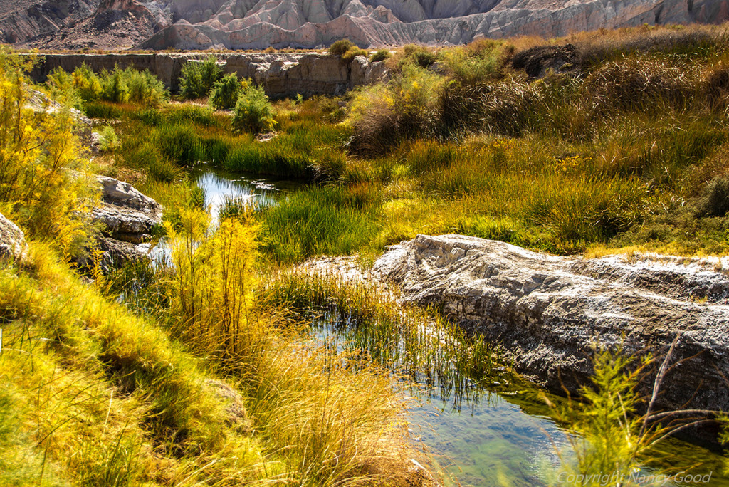 Beautiful Prime Habitat along the Amargosa River