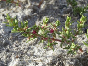 ant on niterwort