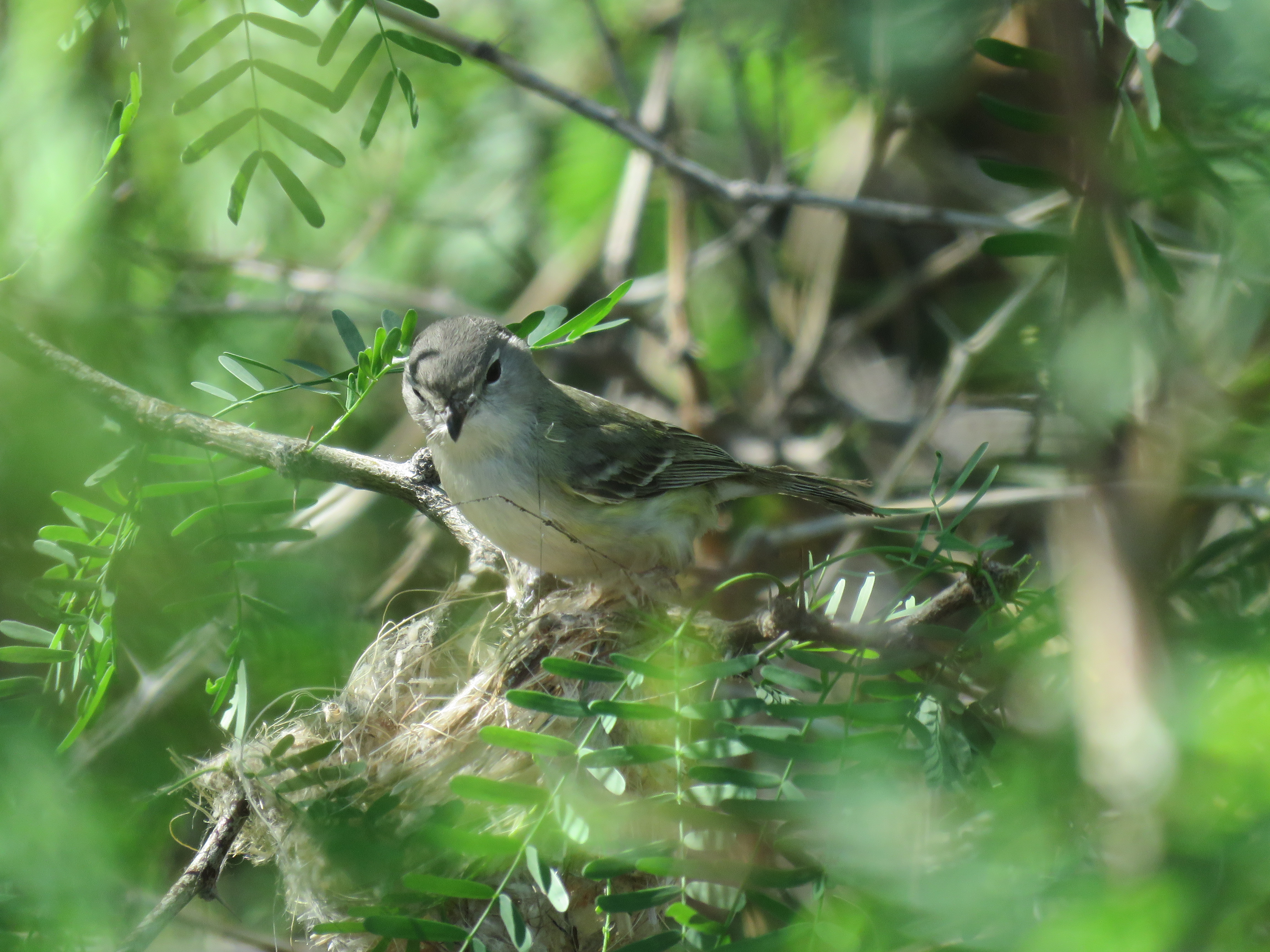 least Bell's Vireo Tamarisk Treatment