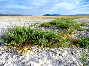 niterwort in salt tamarisk