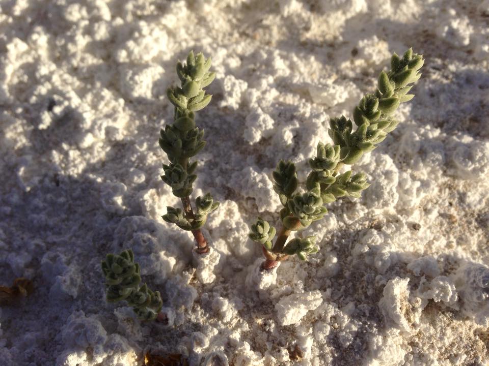 niterwort spring growth