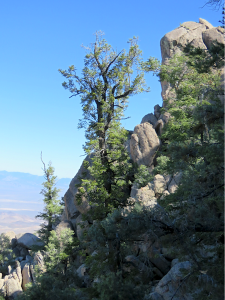 white fir 1 tamarisk