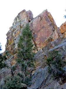 white fir 2