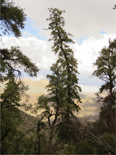 Tamarisk Treatment