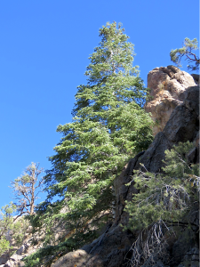 white fir typical growth