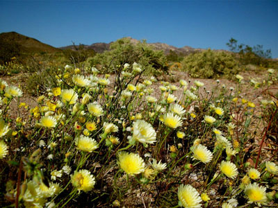 Amargosa Conservancy Lands