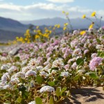 Sand Verbena and Desert Gold