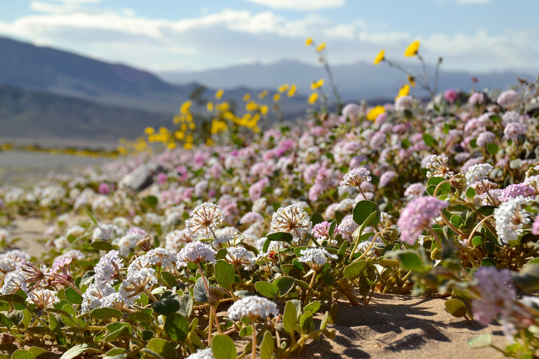 Sand Verbena and Desert Gold