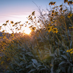 Encelia farinosa Brittlebrush by Julie Vargo Amargosa Conservancy