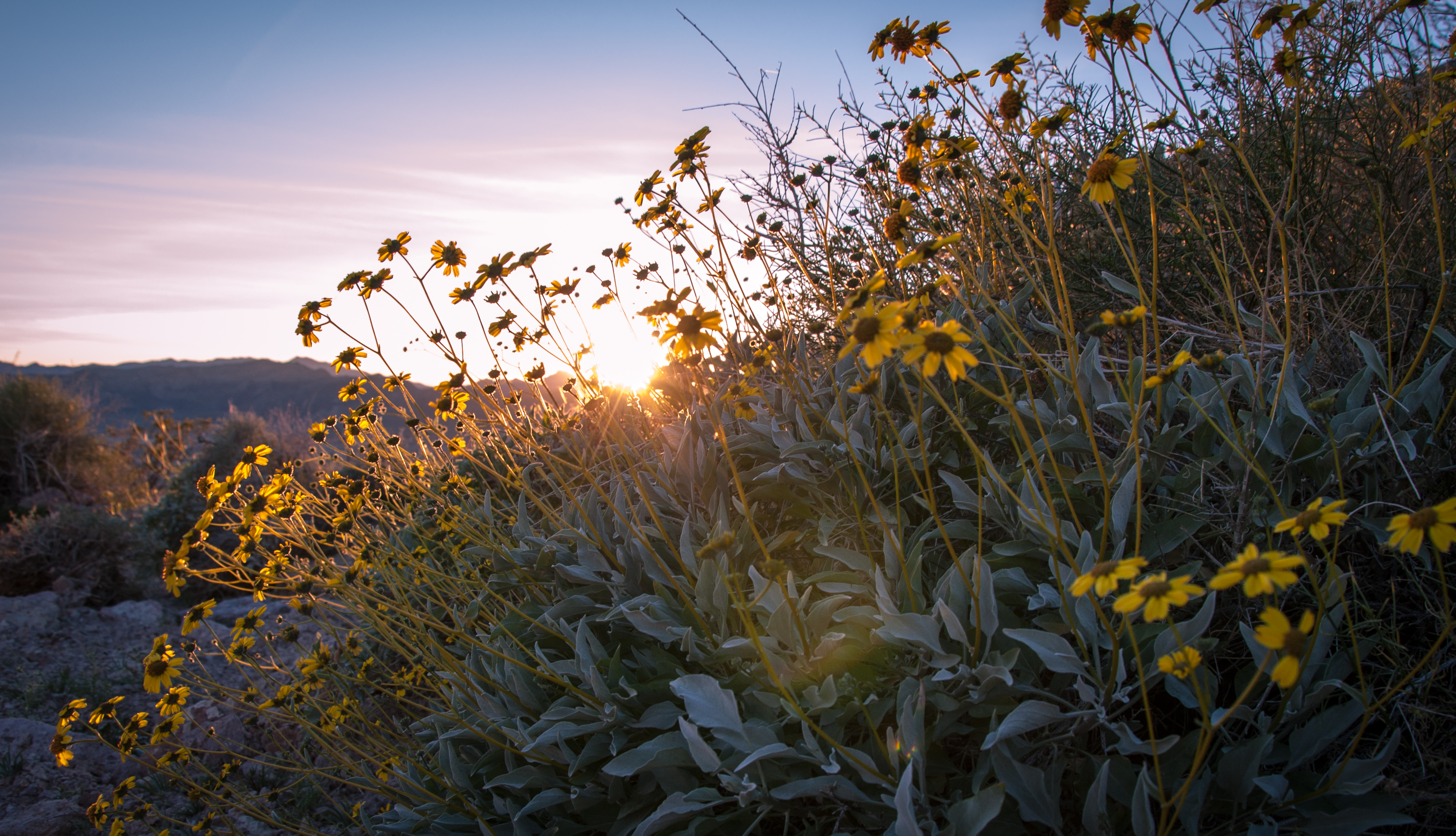 Wildflower Update 2