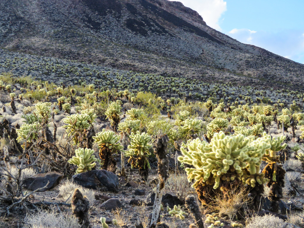 Mojave Trails National Monument