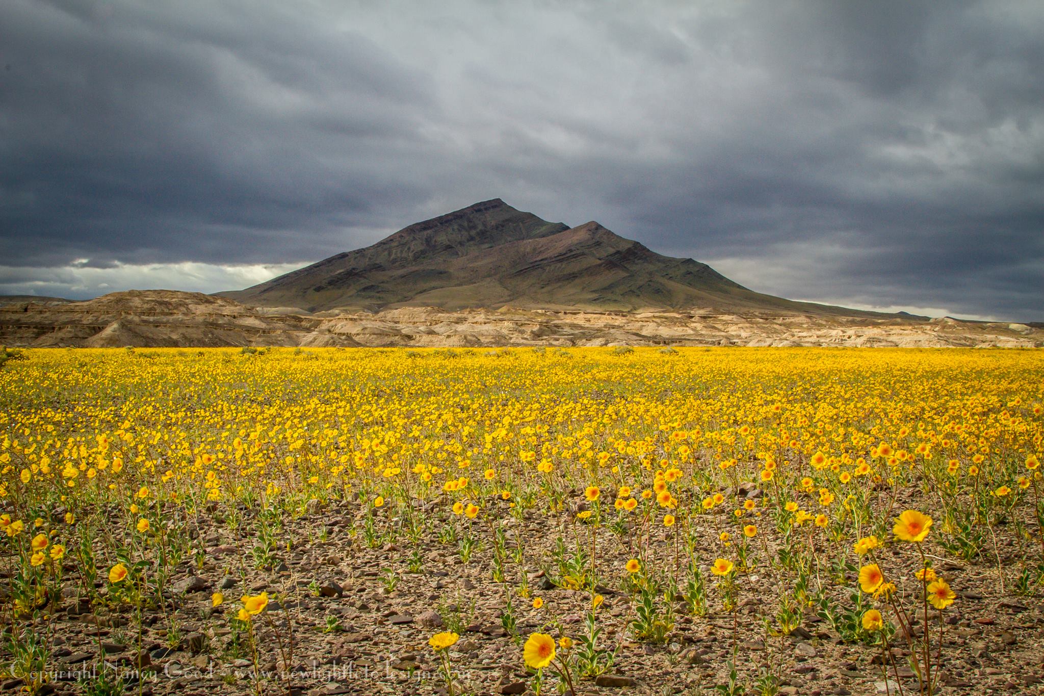 Superbloom Continues, Grows