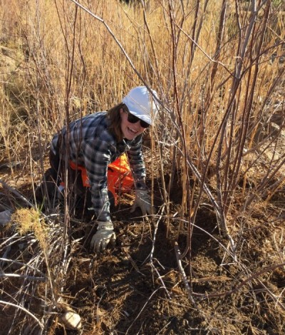 Tamarisk Treatment