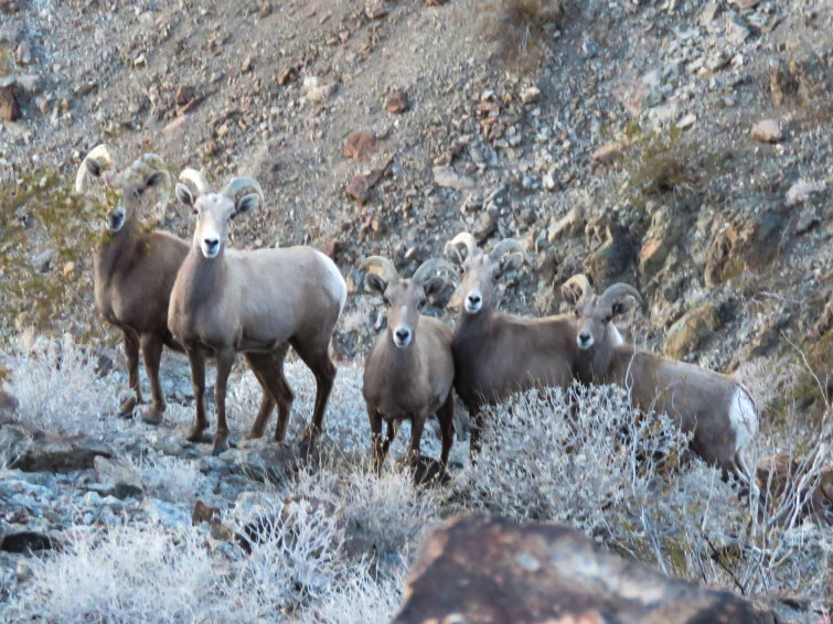 Desert Bighorn