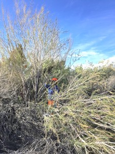 Lost in the Tamarisk 