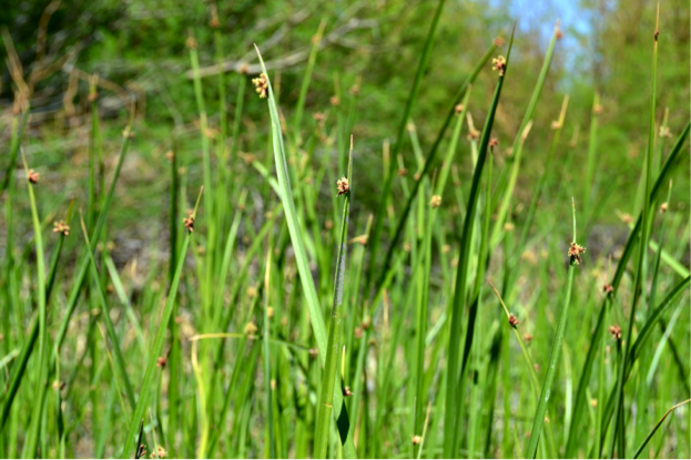 Bulrush in Blossom: Spring in the Amargosa Valley