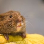 vole cute Endangered Amargosa Vole