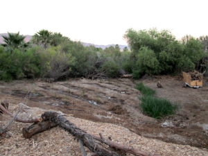 marsh irrigation 2