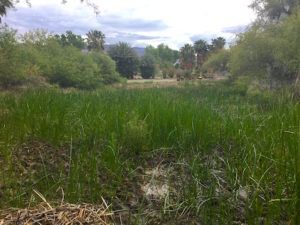 marsh of bulrush 1