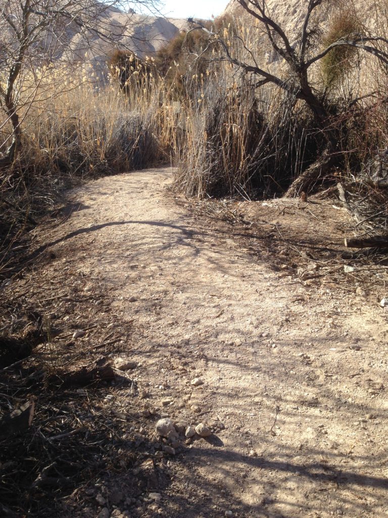 phragmites no before picture