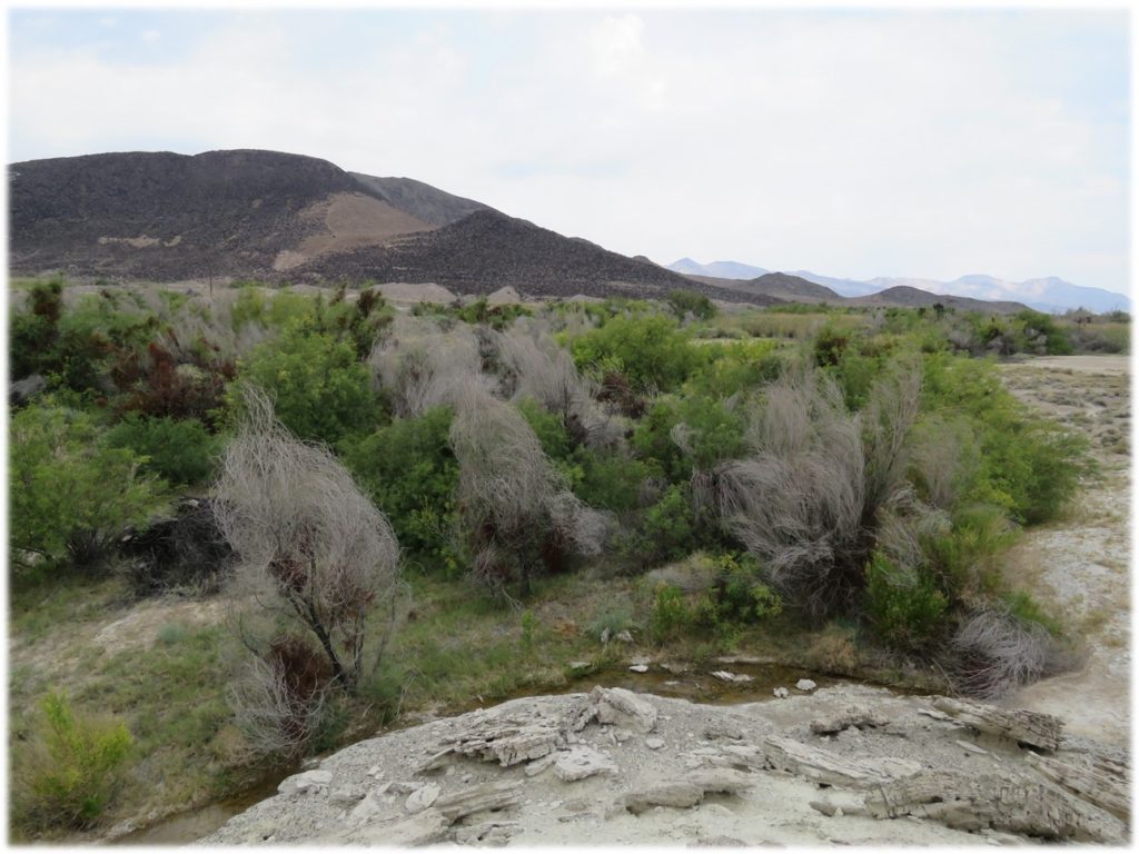 A restored area a decade after removal.