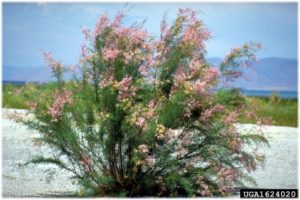 Saltcedar (Tamarisk ramosissima)