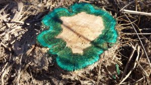 Herbicide applied using the "cut-stump" method