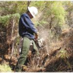 tamarisk7 - chainsaw