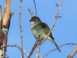 Least Bell's vireo (photo by Len Warren)