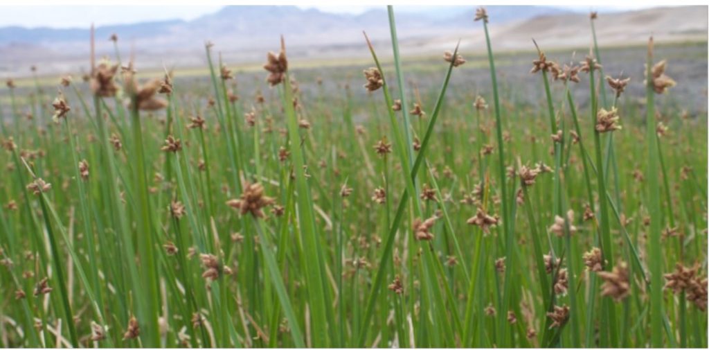 Three-square bulrush. Photo: Stephanie Castle.