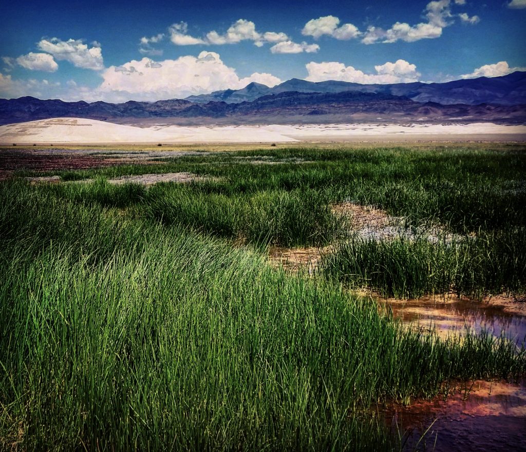 The marsh began bouncing back just a few weeks after the Big Fix. Photo: Patrick Donnelly