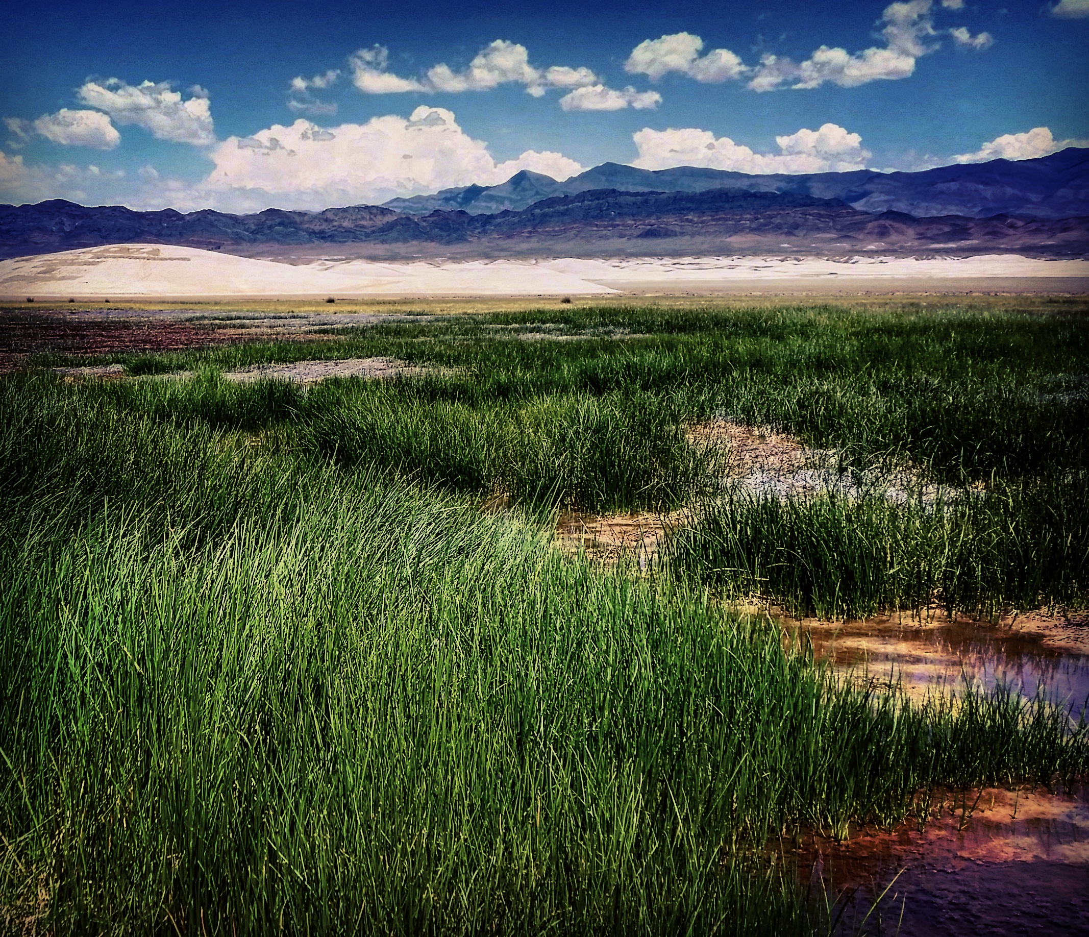 Stewardship On the Desert Conservation Lands Retrospective: Saving the Amargosa Vole