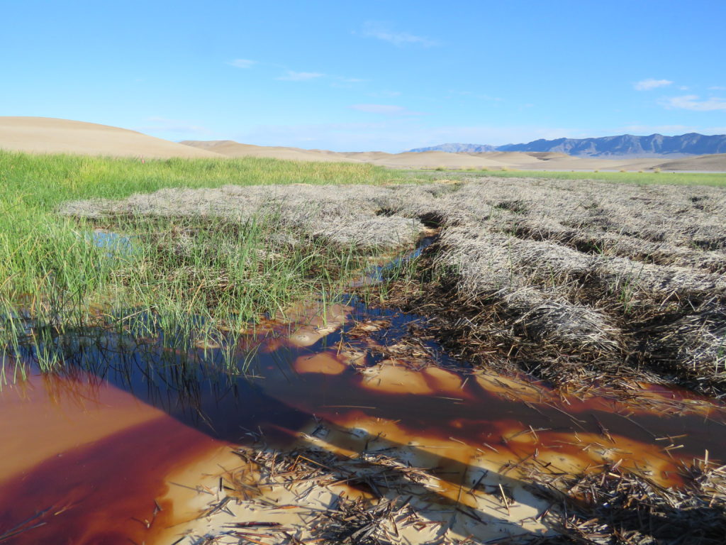 Degraded marsh can be seen on the right; while the marsh's previous healthy condition can be seen on the left. Photo: Patrick Donnelly