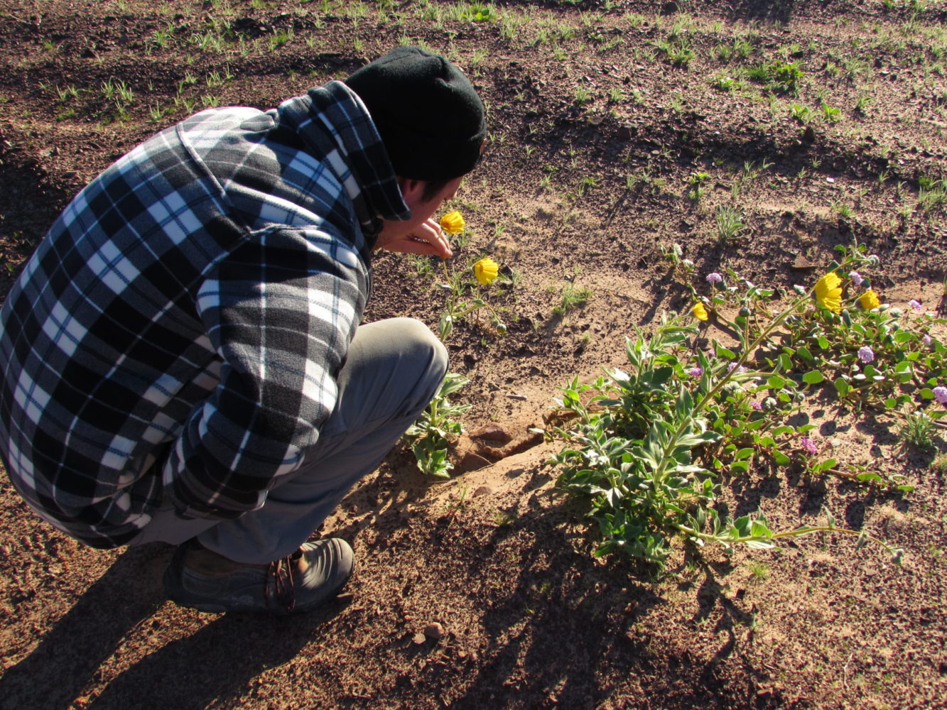 Sam observing wildflowers