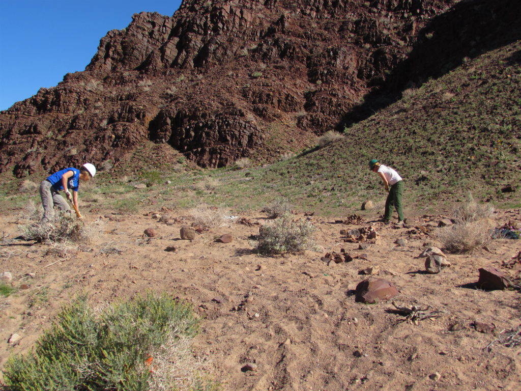 Vertical Mulching: A story of “Planting Dead Branches” to Restore Desert Habitat