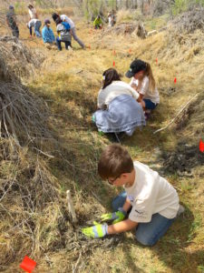 Volunteers planting willows