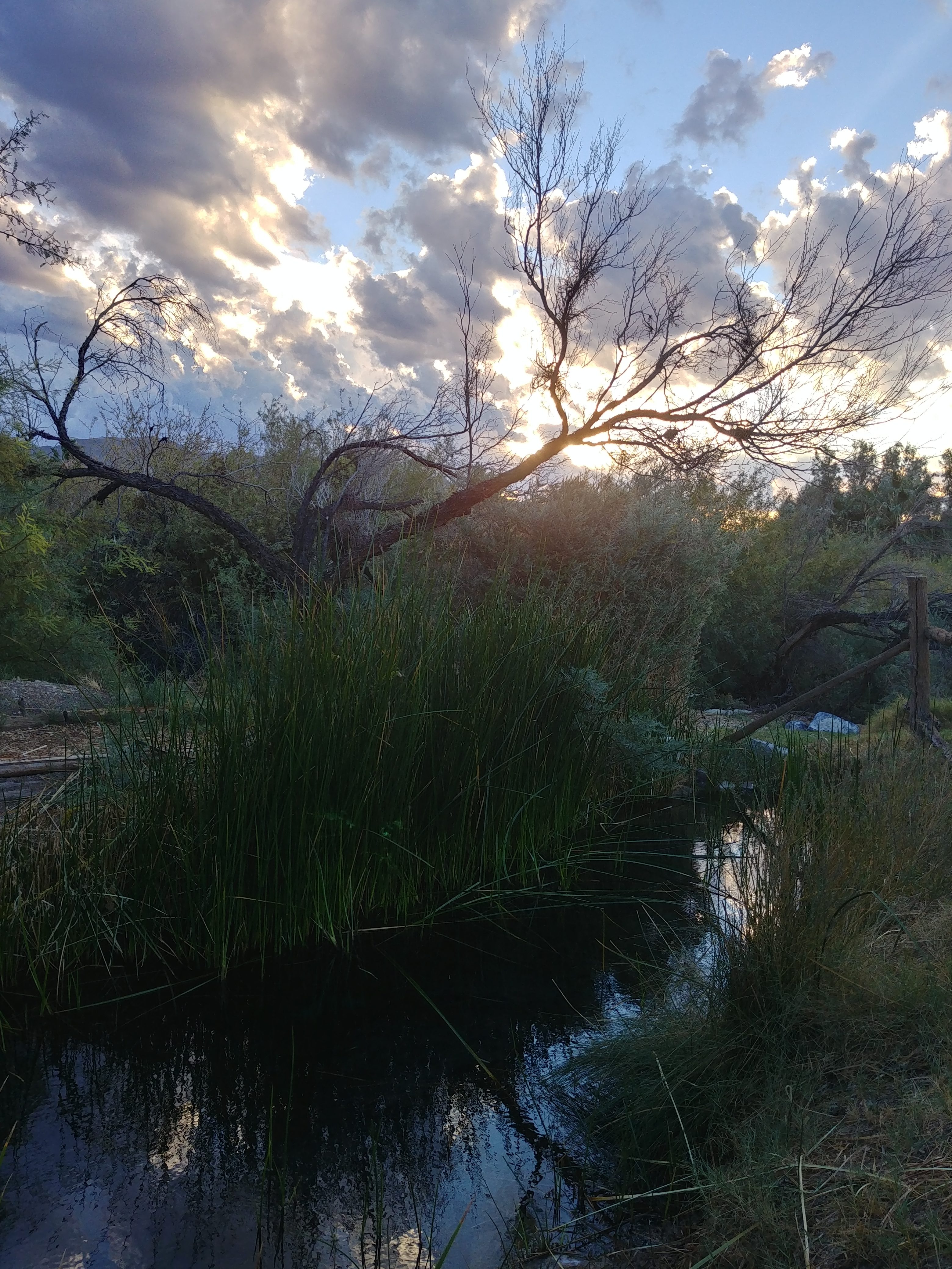 Tamarisk Treatment