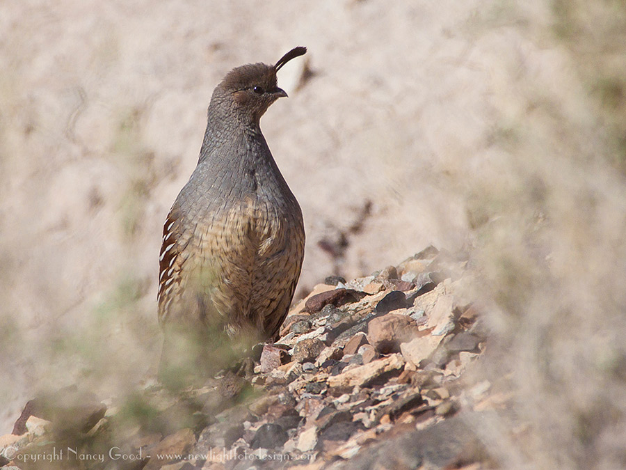 birding