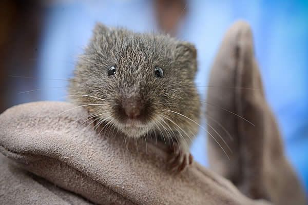 Amargosa Vole