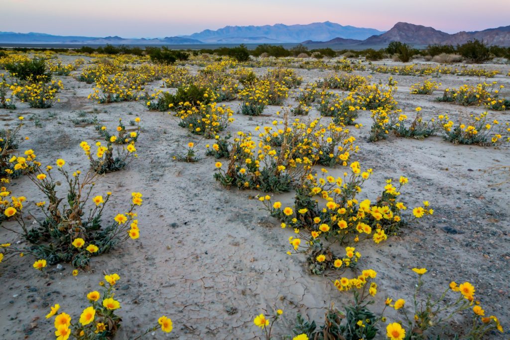 Courtesy Campaign for the California Desert