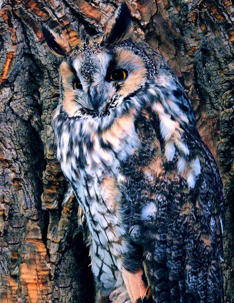 Long Eared Owl by Patrick Meyers
